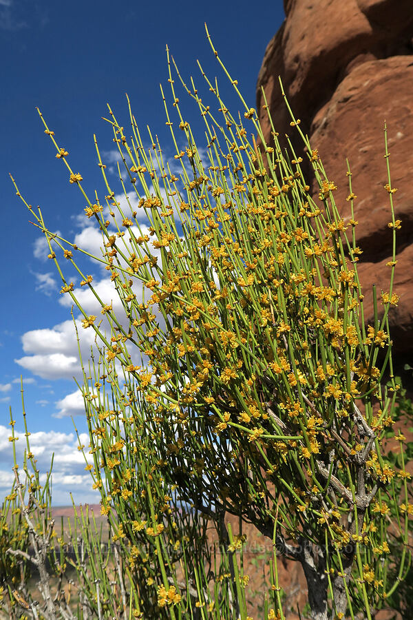 ephedra (Ephedra sp.) [Garden of Eden, Arches National Park, Grand County, Utah]