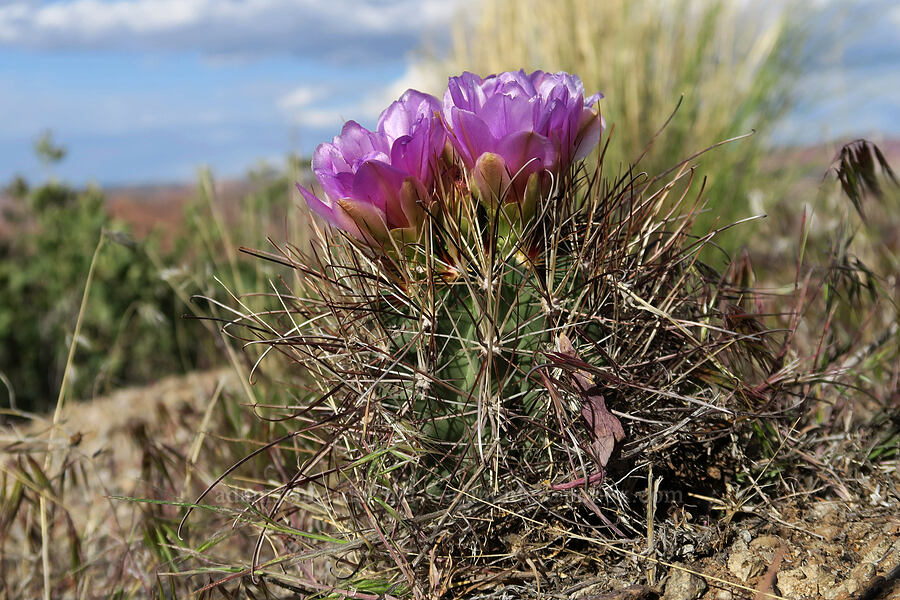 small-flower fishhook cactus (Sclerocactus parviflorus) [The Windows Road, Arches National Park, Grand County, Utah]