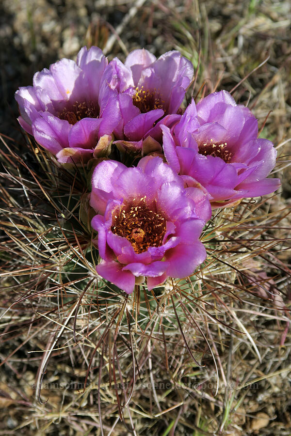 small-flower fishhook cactus (Sclerocactus parviflorus) [The Windows Road, Arches National Park, Grand County, Utah]