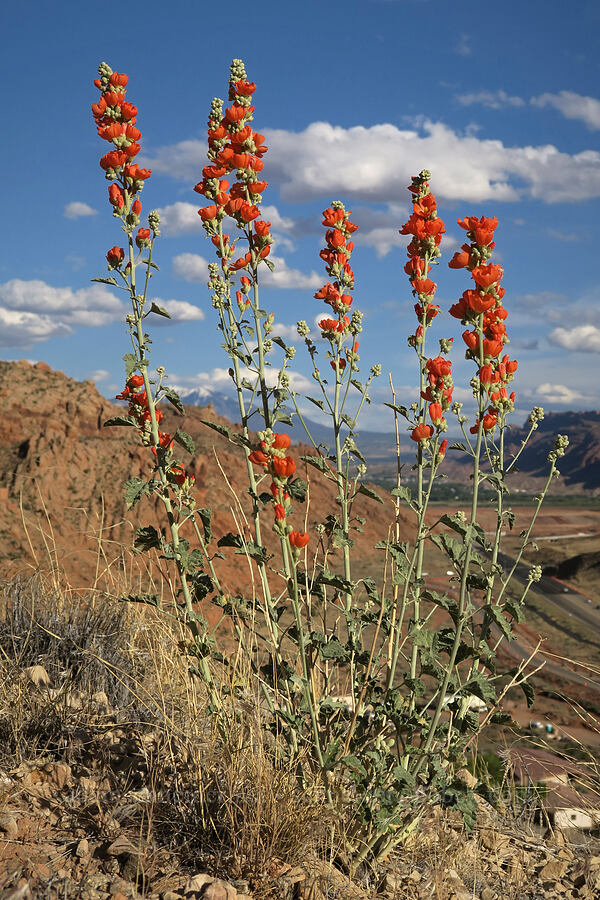little-leaf globe mallow (Sphaeralcea parvifolia) [Arches Scenic Drive, Arches National Park, Grand County, Utah]