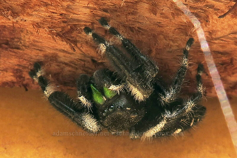 bold jumping spider (Phidippus audax) [Pinnacles Trail, Cottonwood Canyon State Park, Sherman County, Oregon]