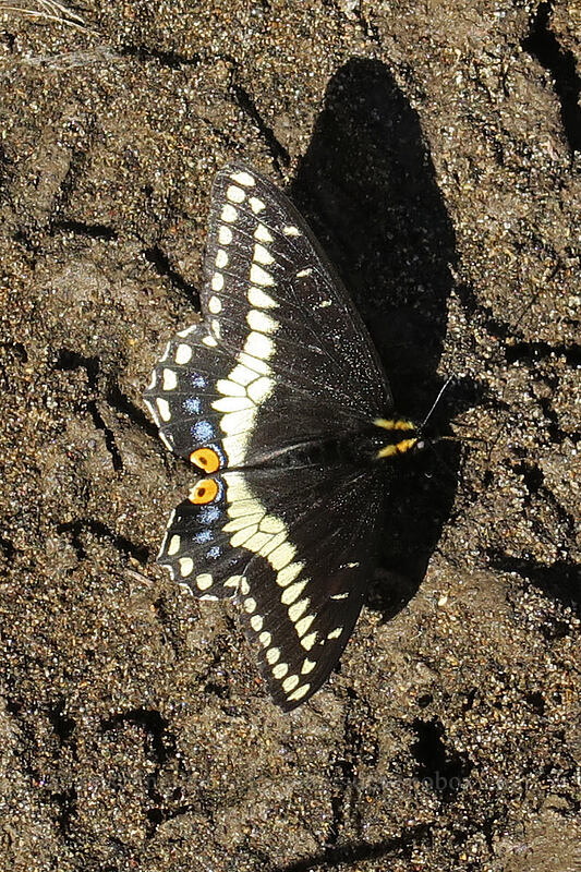 Indra swallowtail butterfly (in my footprint) (Papilio indra) [Pinnacles Trail, Cottonwood Canyon State Park, Sherman County, Oregon]
