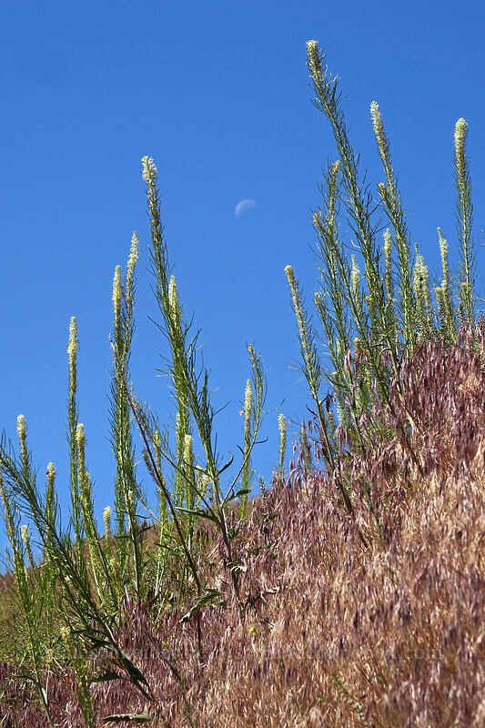 thelypody & the moon (Thelypodium milleflorum) [Pinnacles Trail, Cottonwood Canyon State Park, Sherman County, Oregon]