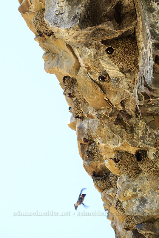 cliff swallows (Petrochelidon pyrrhonota) [Pinnacles Trail, Cottonwood Canyon State Park, Sherman County, Oregon]