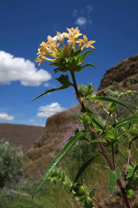 grand collomia (Collomia grandiflora) [above Lost Corral Trail, Cottonwood Canyon State Park, Gilliam County, Oregon]