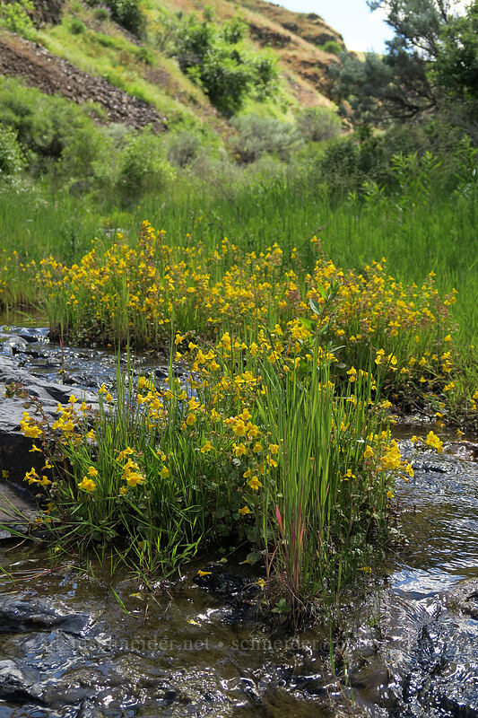 yellow monkeyflower (Erythranthe guttata (Mimulus guttatus)) [above Lost Corral Trail, Cottonwood Canyon State Park, Gilliam County, Oregon]