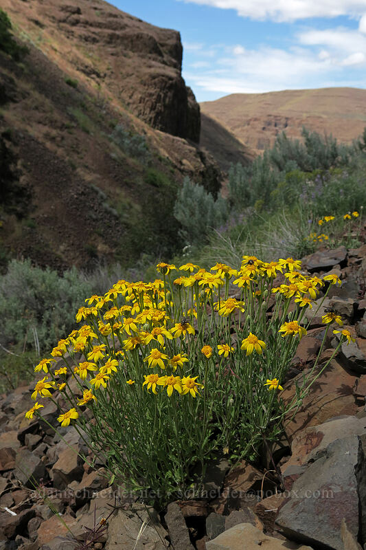 Oregon sunshine (Eriophyllum lanatum) [above Lost Corral Trail, Cottonwood Canyon State Park, Gilliam County, Oregon]