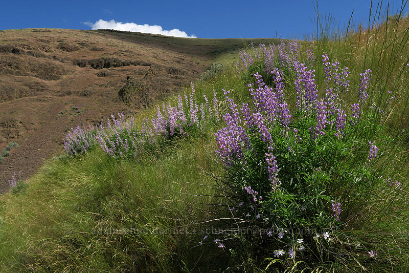 lupines (Lupinus sp.) [above Lost Corral Trail, Cottonwood Canyon State Park, Gilliam County, Oregon]