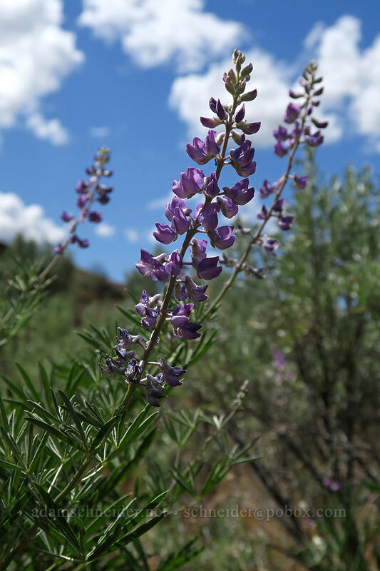 spurred lupines (Lupinus arbustus) [above Lost Corral Trail, Cottonwood Canyon State Park, Gilliam County, Oregon]