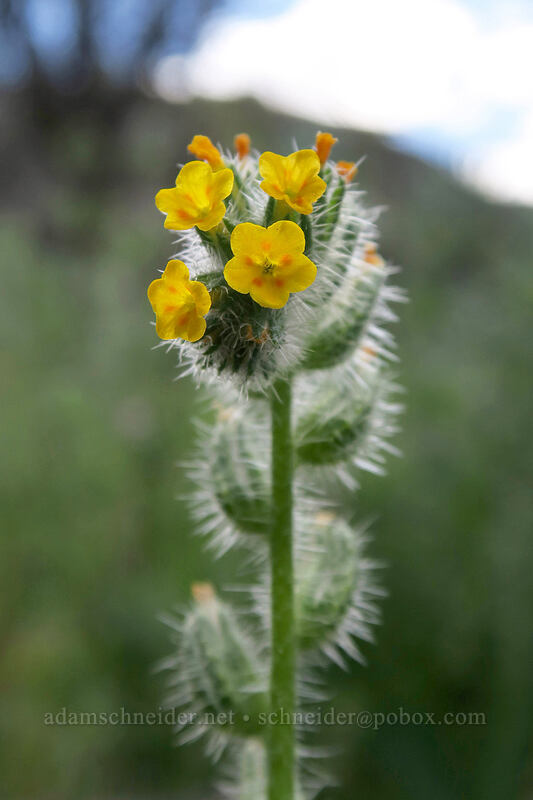 bugloss fiddleneck (Amsinckia lycopsoides) [Lost Corral Trail, Cottonwood Canyon State Park, Gilliam County, Oregon]