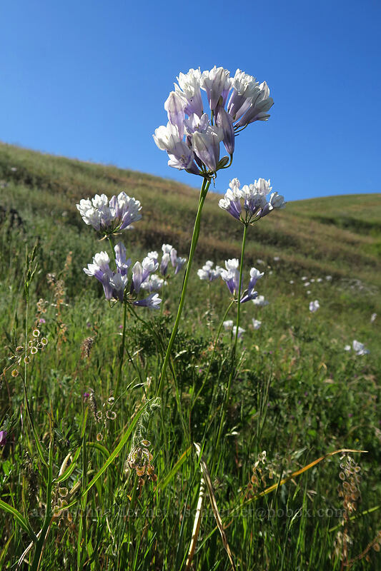 bi-colored cluster lilies (Triteleia grandiflora var. howellii (Brodiaea bicolor)) [Seven-Mile Hill, Wasco County, Oregon]