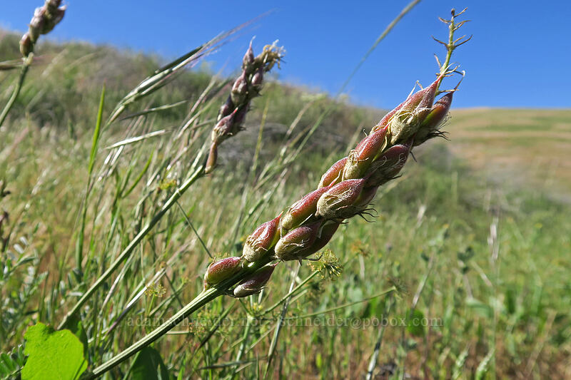 Hood River milk-vetch seed pods (Astragalus hoodianus) [Seven-Mile Hill, Wasco County, Oregon]
