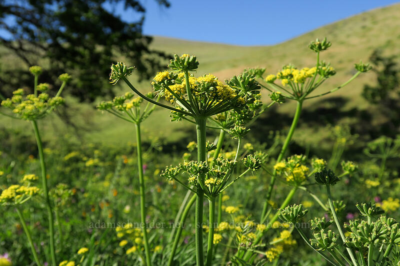 Suksdorf's desert parsley (Lomatium suksdorfii) [Seven-Mile Hill, Wasco County, Oregon]