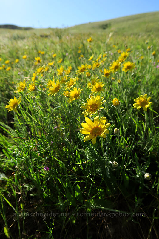 Oregon sunshine (Eriophyllum lanatum) [Seven-Mile Hill, Wasco County, Oregon]