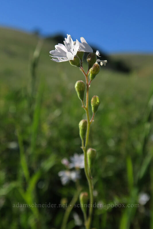 prairie star flowers and seed-pods (Lithophragma parviflorum) [Seven-Mile Hill, Wasco County, Oregon]