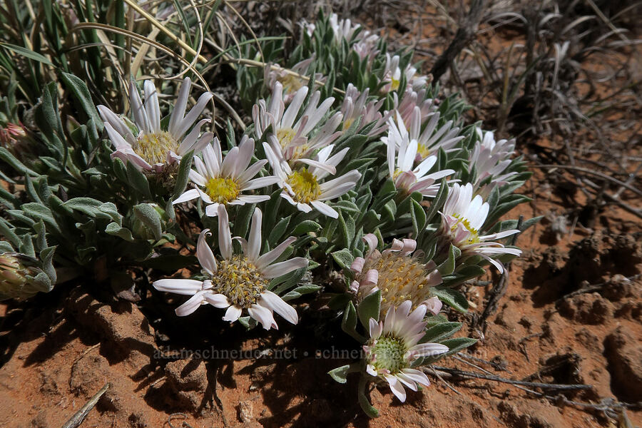 hoary Townsend daisy (Townsendia incana) [Squaw Canyon, Canyonlands National Park, San Juan County, Utah]