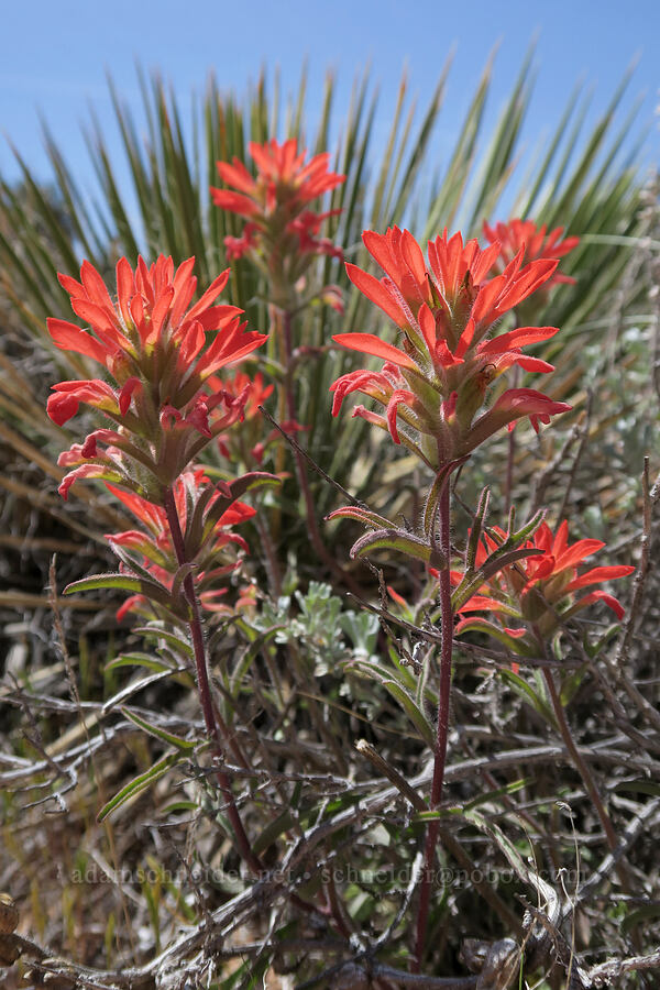 desert paintbrush (Castilleja chromosa (Castilleja angustifolia)) [Squaw Canyon, Canyonlands National Park, San Juan County, Utah]