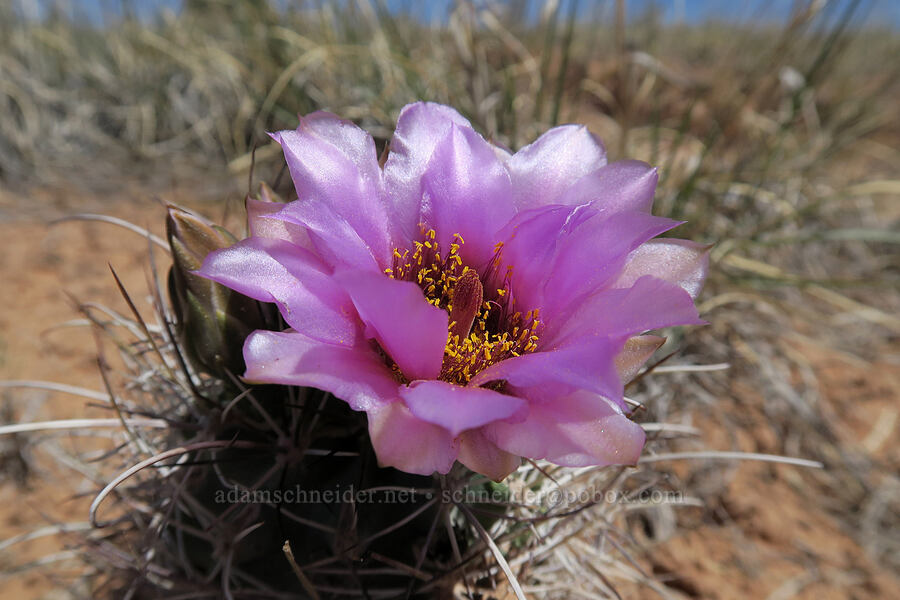 small-flower fishhook cactus (Sclerocactus parviflorus) [Squaw Canyon, Canyonlands National Park, San Juan County, Utah]