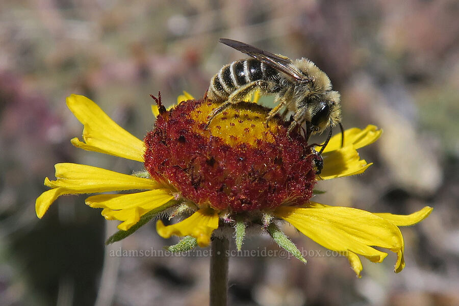 mining bee on cut-leaf blanketflower (Andrena sp., Gaillardia pinnatifida) [Squaw Canyon, Canyonlands National Park, San Juan County, Utah]