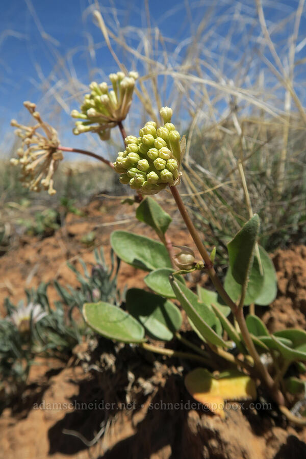 sweet sand-verbena (Abronia elliptica (Abronia fragrans)) [Squaw Canyon, Canyonlands National Park, San Juan County, Utah]