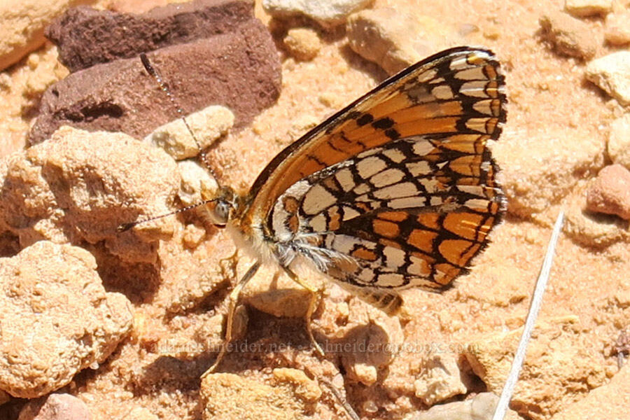 sagebrush checkerspot butterfly (Chlosyne acastus) [Squaw Canyon, Canyonlands National Park, San Juan County, Utah]
