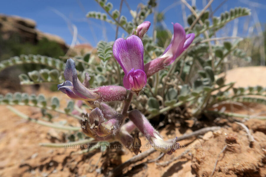 crescent milk-vetch (Astragalus amphioxys) [Squaw Canyon, Canyonlands National Park, San Juan County, Utah]