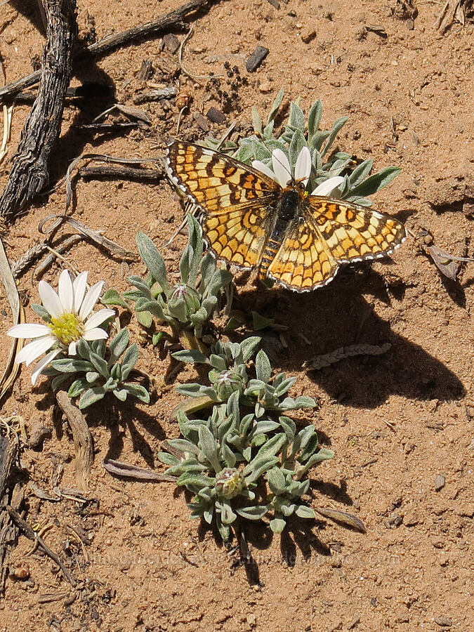 Arachne checkerspot butterfly on townsendia (Poladryas arachne, Townsendia sp.) [Squaw Canyon, Canyonlands National Park, San Juan County, Utah]