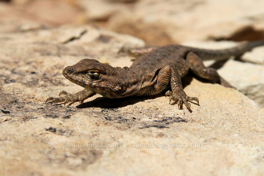 sagebrush lizard (Sceloporus graciosus) [Squaw Canyon, Canyonlands National Park, San Juan County, Utah]