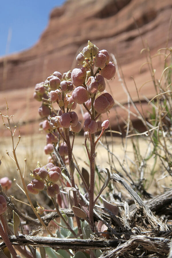 double bladder-pod (Physaria acutifolia) [Squaw Canyon, Canyonlands National Park, San Juan County, Utah]