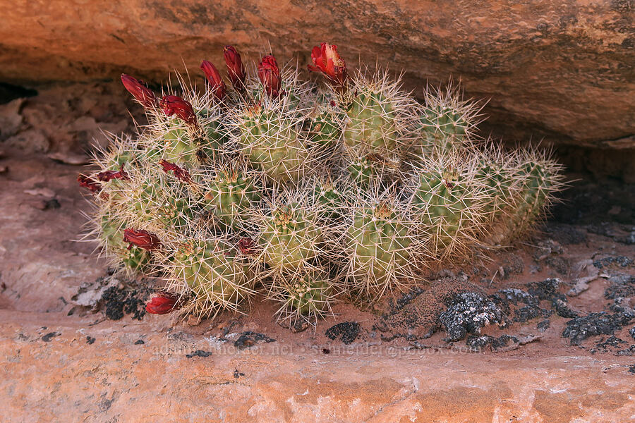 Mojave king-cup cactus (Echinocereus triglochidiatus ssp. mojavensis) [Squaw Canyon, Canyonlands National Park, San Juan County, Utah]