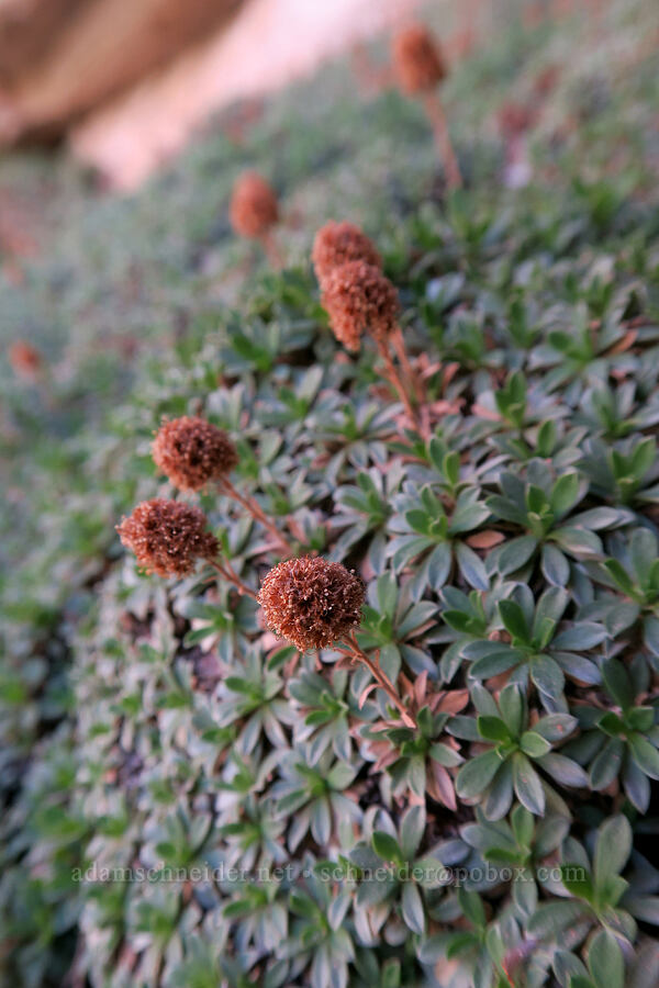 mat rock-spirea (rockmat) (Petrophytum caespitosum (Petrophyton caespitosum)) [Big Springs Canyon, Canyonlands National Park, San Juan County, Utah]