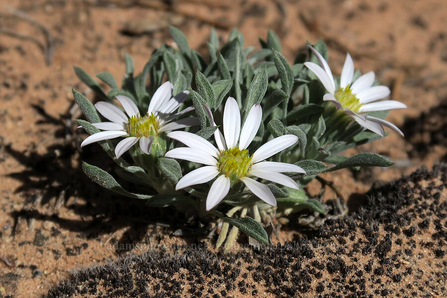Townsend daisy (Townsendia sp.) [Big Springs Canyon, Canyonlands National Park, San Juan County, Utah]