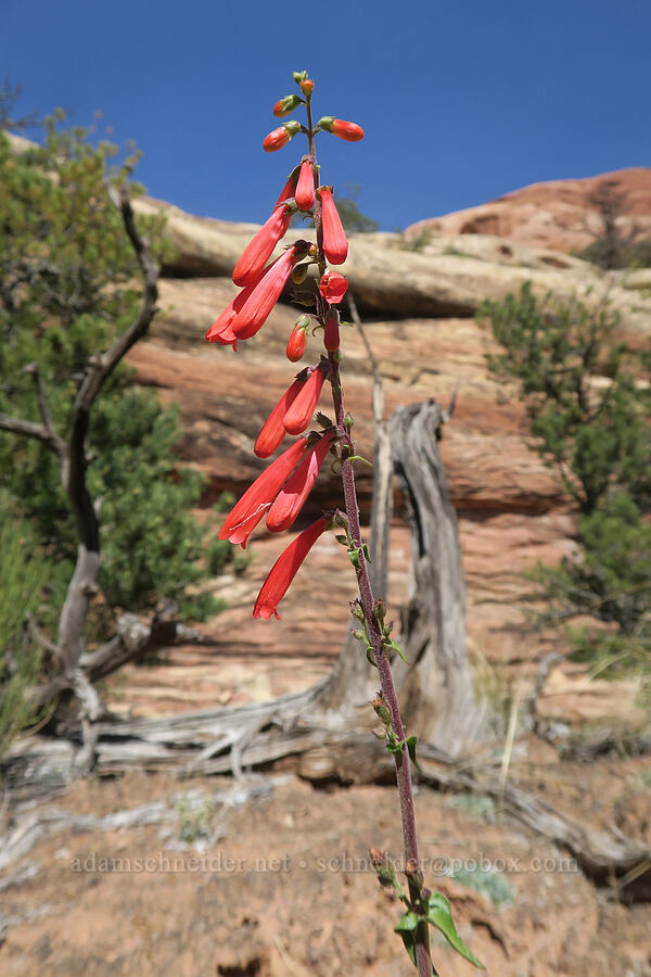 firecracker penstemon (Penstemon eatonii) [Big Springs Canyon, Canyonlands National Park, San Juan County, Utah]