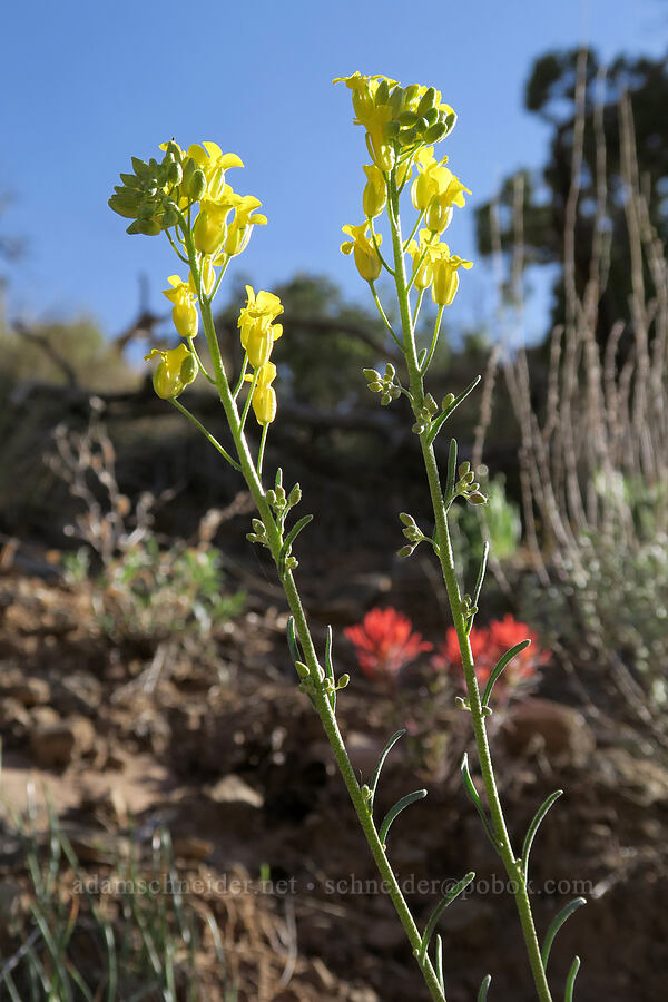 flax-leaf plains-mustard (Sisymbrium linifolium (Schoenocrambe linifolia)) [Newspaper Rock State Historic Monument, San Juan County, Utah]