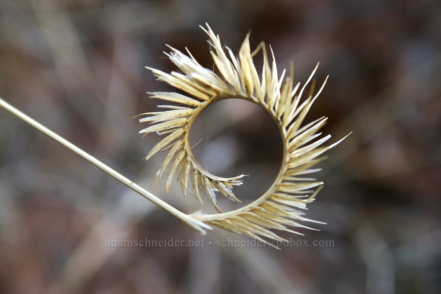 spiraling grass seed [Newspaper Rock State Historic Monument, San Juan County, Utah]