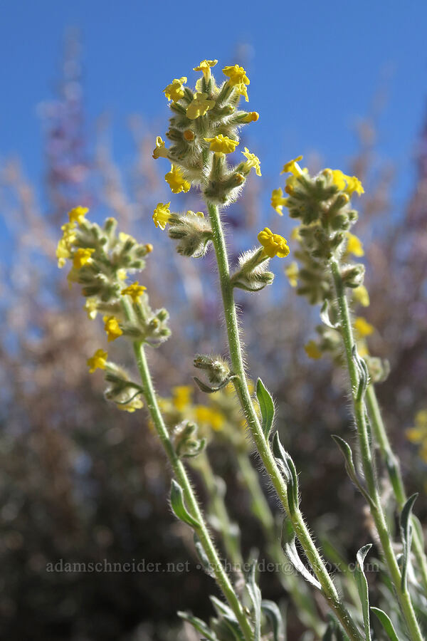 yellow cryptantha (Oreocarya flava (Cryptantha flava)) [Mesa Arch Trail, Canyonlands National Park, San Juan County, Utah]