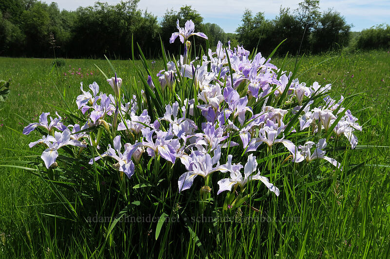 Oregon iris (Iris tenax) [Finley Refuge Road, Finley National Wildlife Refuge, Benton County, Oregon]