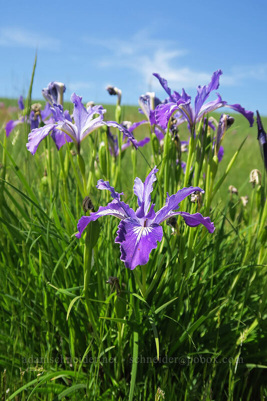 Oregon iris (Iris tenax) [Finley Refuge Road, Finley National Wildlife Refuge, Benton County, Oregon]