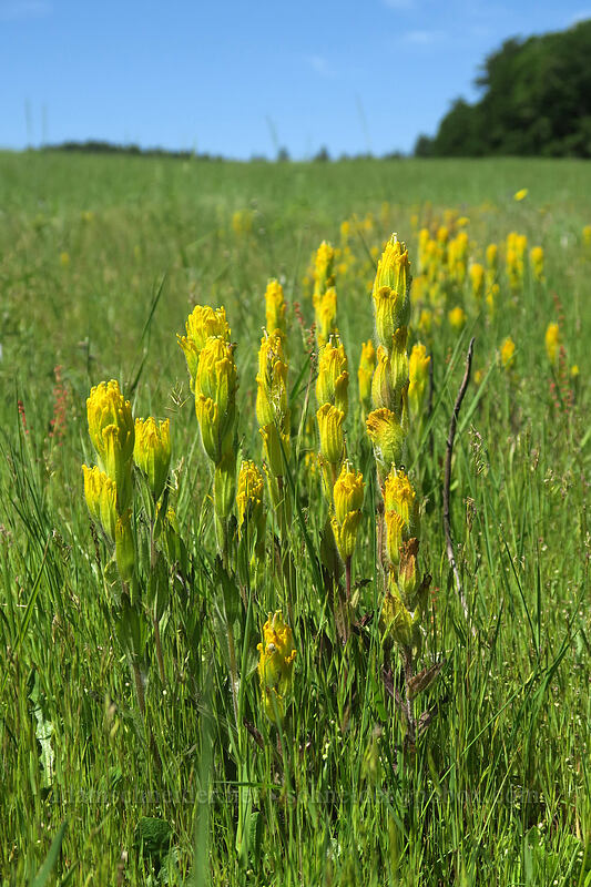 golden paintbrush (Castilleja levisecta) [Finley Refuge Road, Finley National Wildlife Refuge, Benton County, Oregon]