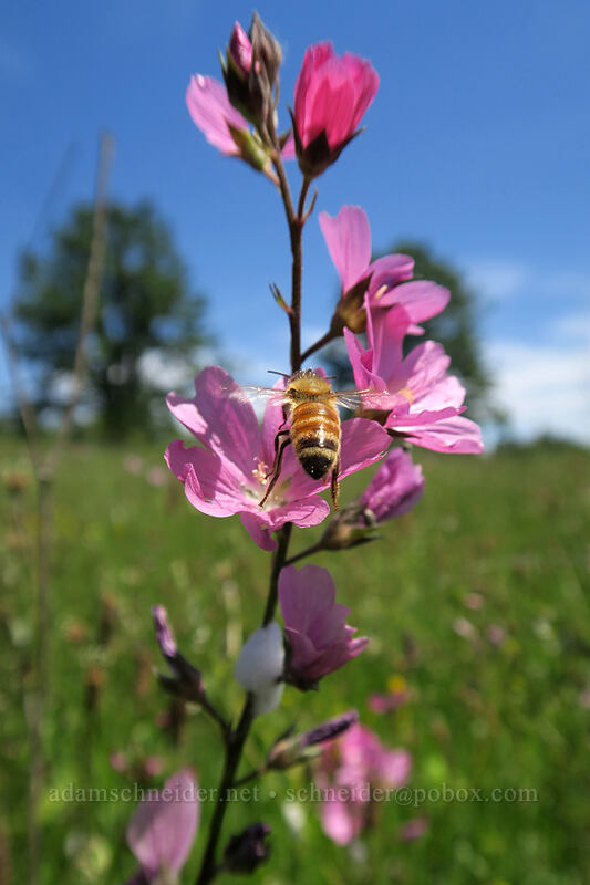honey bee approaching rose checker-mallow (Apis mellifera, Sidalcea virgata (Sidalcea malviflora ssp. virgata)) [Finley Refuge Road, Finley National Wildlife Refuge, Benton County, Oregon]