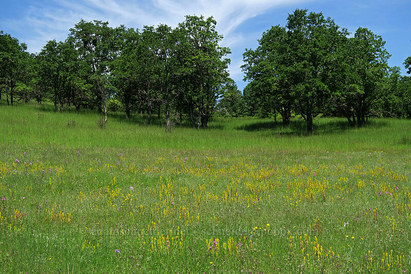 golden paintbrush meadow (Castilleja levisecta) [Finley Refuge Road, Finley National Wildlife Refuge, Benton County, Oregon]