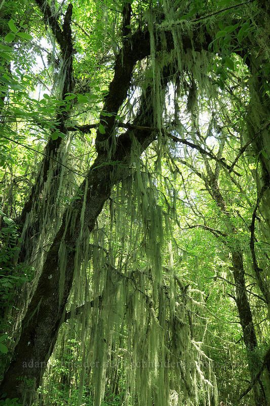 beard lichen (Usnea sp.) [Homer Campbell Boardwalk, Finley National Wildlife Refuge, Benton County, Oregon]