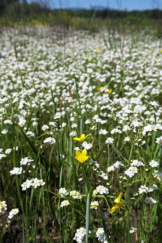 buttercups & popcorn flower (Ranunculus sp., Plagiobothrys sp.) [Prairie Overlook, Finley National Wildlife Refuge, Benton County, Oregon]