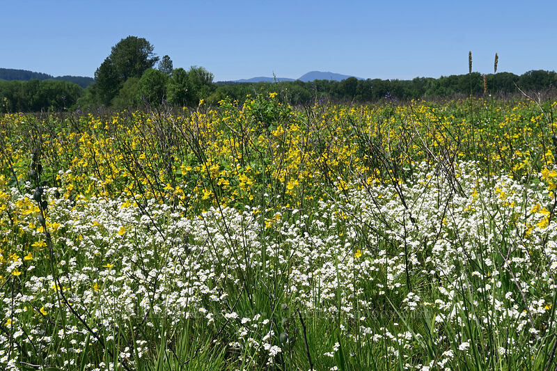 popcorn flower & monkeyflower (Plagiobothrys sp., Erythranthe guttata (Mimulus guttatus)) [Prairie Overlook, Finley National Wildlife Refuge, Benton County, Oregon]
