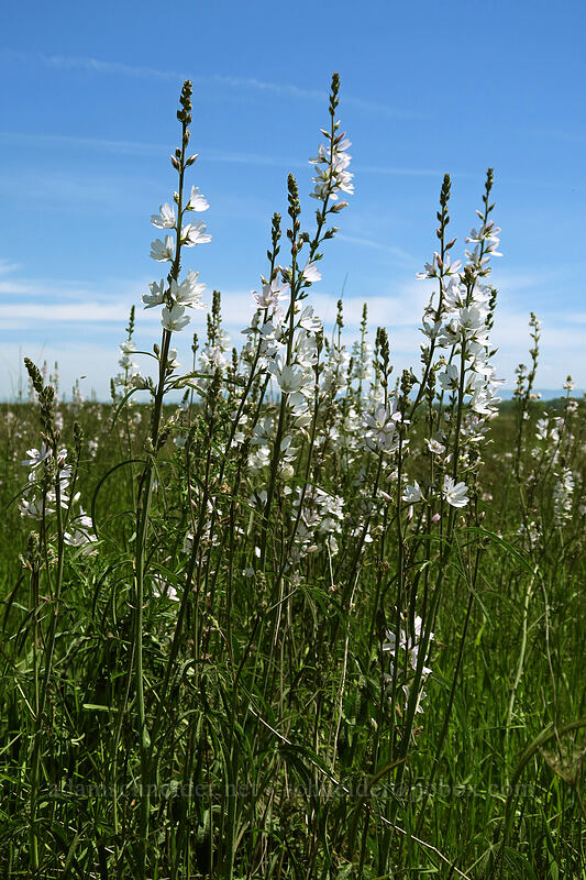 meadow checker-bloom (Sidalcea campestris) [Finley Refuge Road, Finley National Wildlife Refuge, Benton County, Oregon]