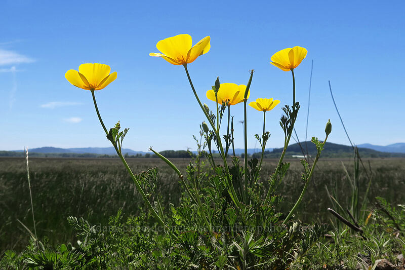 poppies (Eschscholzia sp.) [Bruce Road, Finley National Wildlife Refuge, Benton County, Oregon]