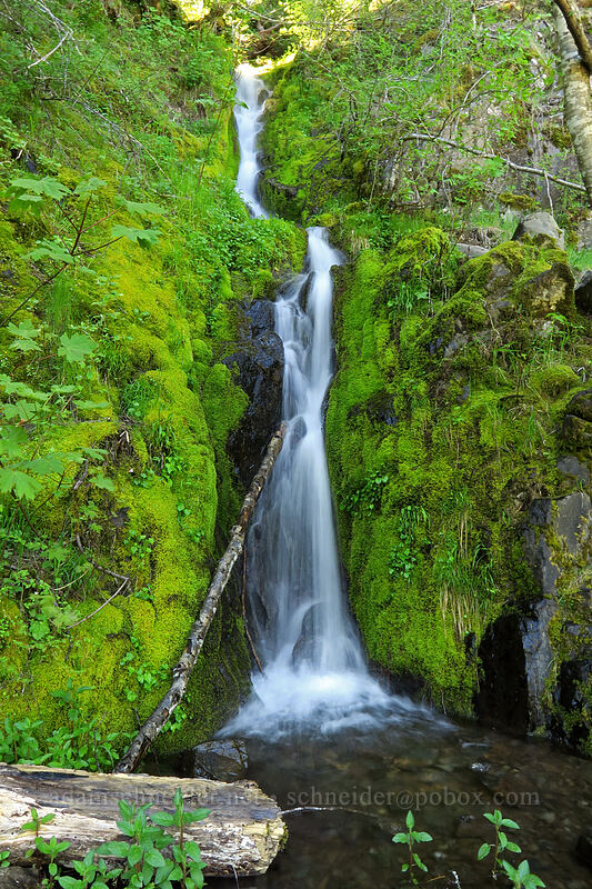 Alder Creek Falls [Mary's Peak Road, Siuslaw National Forest, Benton County, Oregon]