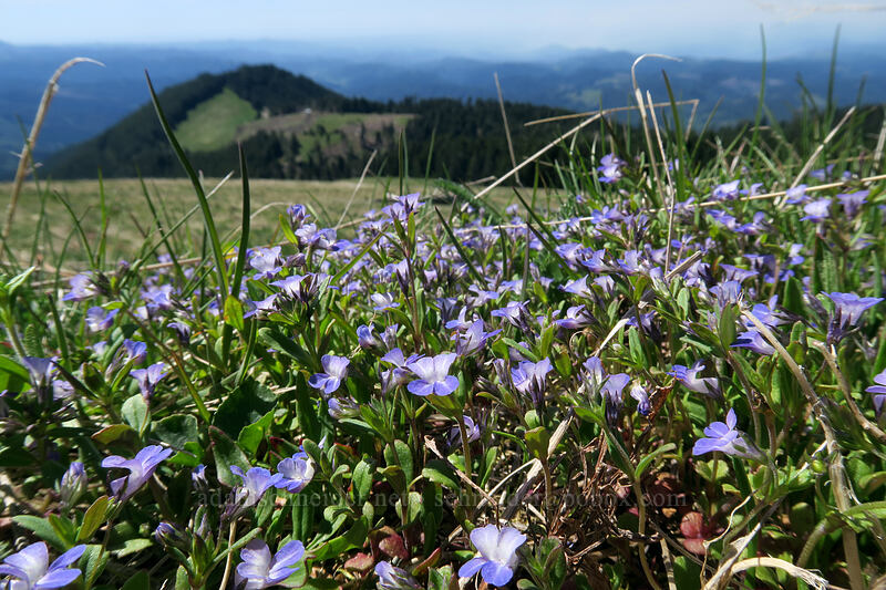 small-flowered blue-eyed-Mary (Collinsia parviflora) [Mary's Peak summit, Siuslaw National Forest, Benton County, Oregon]