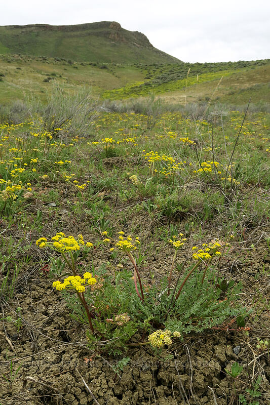 desert parsley (Lomatium sp.) [U.S. Highway 26, Baker County, Oregon]