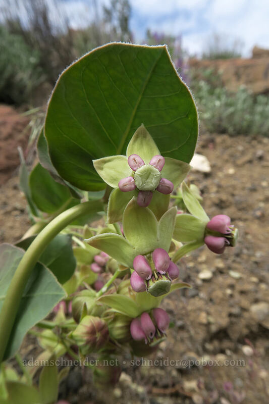 Davis' pallid milkweed (Asclepias cryptoceras ssp. davisii (Asclepias davisii)) [Flood of Fire Trail, John Day Fossil Beds National Monument, Grant County, Oregon]